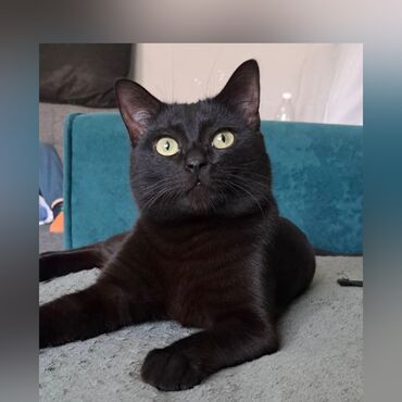 домик для котов: Шикарный черный кот! Очень ласковый и воспитанный! Молодой - возраст 1