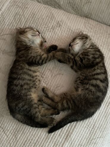 Коты: Продаю двух веслоухих котят мальчик и девочка родились только два