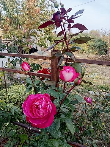 Продажа домов: Дача, 60 м², 3 комнаты — 11