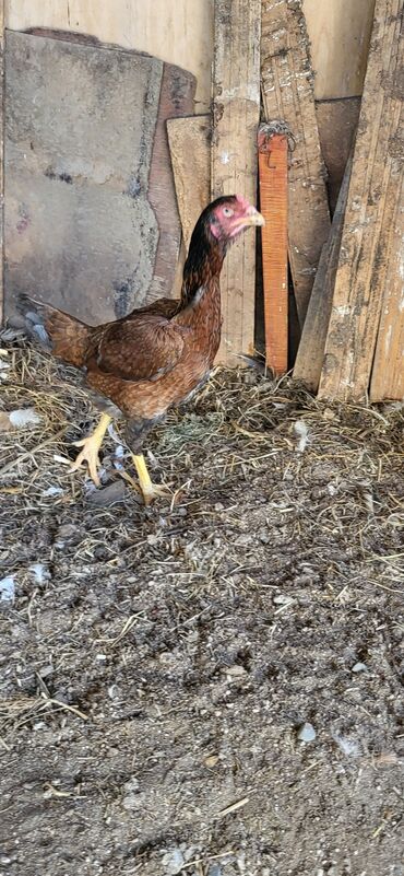 Xoruzlar: Xoruz, Heyratı, il: 1, Ünvandan götürmə — 8