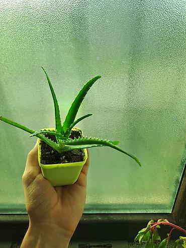 ev ucun dekor: Aloe (sukkulent) – qara plastik saksıda 2 ədəddir - Növ: Aloe — 8