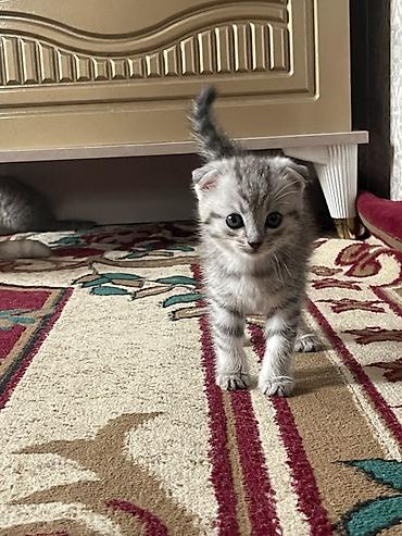 Үй жаныбарлары: Скотиш Фолд (Шотландиялык шалпаң кулак), 2 айлык, Ургаачы, Лотокко барууга үйрөтүлгөн — 1