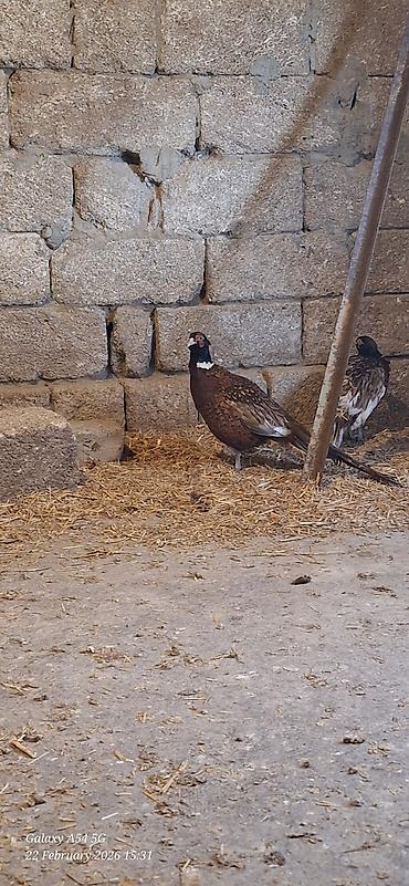 Digər quşlar: Qirqovul Xoruzlar satilir — 11