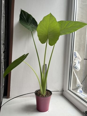 Алоказии: Алоказия (скорее всего Арма) Хорошо укорененные детки, при хорошем — 6