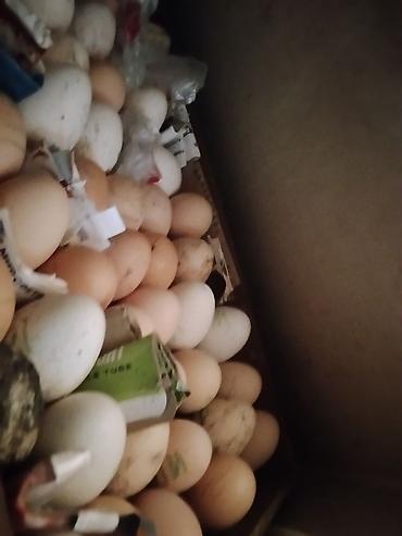 Инкубаторы: Инкубатор «Норма Луппер» - Тип: электрический инкубатор для птицы - — 3