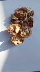 макадамский орех цена: Грецкие орехи в скорлупе (расколотые половинки с ядром) и очищенные