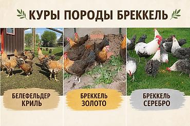 Животные: Продаю | Куры | Для разведения — 1