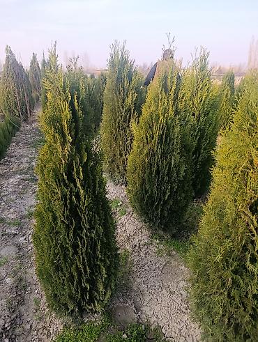 Другие декоративные деревья: САЖЕНЦЫ ОПТОМ — БОЛЬШОЙ ВЫБОР И ВЫГОДНЫЕ ЦЕНЫ! 🌿 В наличии все виды и — 10