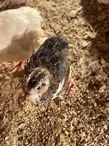 Другие с/х животные: Перепела разных окрасов для домашнего хозяйства Перепелки живые: 2х — 15