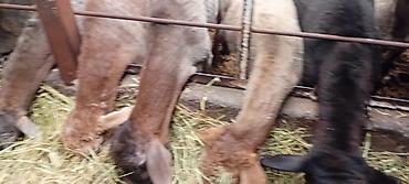 Баран, овца: Продаю | Баран (самец) | Для разведения — 11