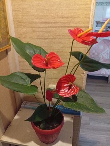 петуния бишкек: Антуриум (Anthurium andreanum) в горшке. - Яркие глянцевые