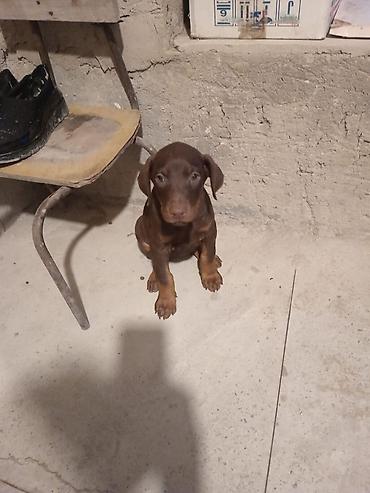it sikir: Doberman, 2 ay, Erkək, Peyvəndli, Ünvandan götürmə — 1