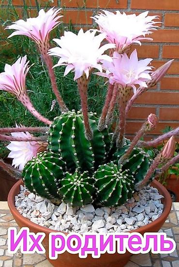 Молочаи: 1)Кактус Эхинопсис ( цветет часто, вместе с коричневым горшочком — 3