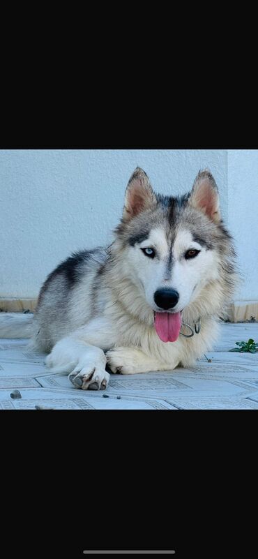 İtlər: Xaski, 1 il, Dişi, Peyvəndli, Ünvandan götürmə lalafo.az -da İtlər: Xaski, 1 il, Dişi, Peyvəndli, Ünvandan götürmə