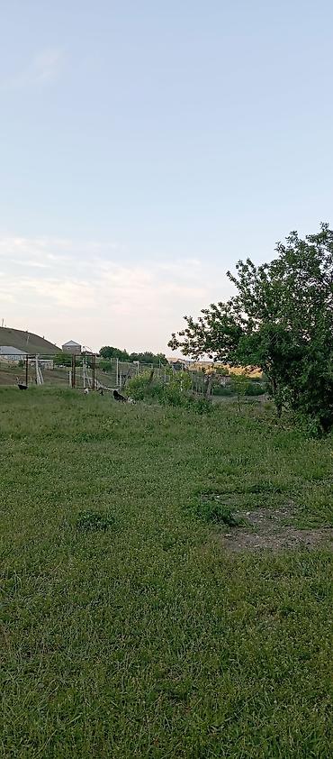 muşfiqabad torpaq: 15 sot, Mülkiyyətçi, Kupça (Çıxarış) — 2