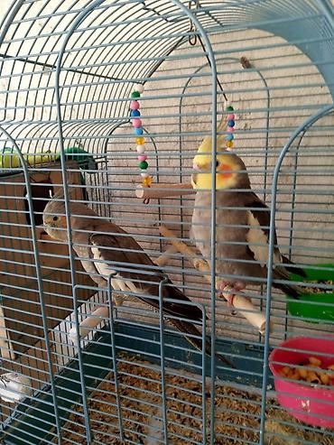 Tutuquşları: Ayaqlari üzüklü Əl quşlari ağlar45-50 Azn Bozlar 35 Azn vitaminli — 20