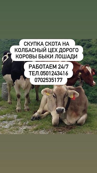 продам кента: Скупка скота на колбасный цех дорого быки лошади кони работа — 1