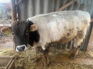 Коровы, быки: Продаю | Бык (самец) | Швицкая | На откорм | Племенные — 9