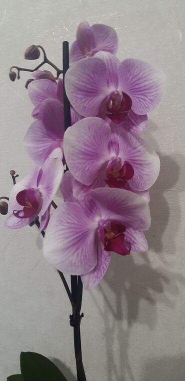 гибискус сортовой: Сортовые орхидеи в наличии