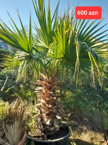 otaq bitkiləri: Palma agaci 4 eded var hazir qabda 1 ededi 550 manat ünvan Buzovna