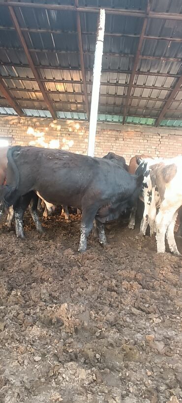 Коровы, быки: Продаю | Бык (самец) | Полукровка, Ангус, Герефорд