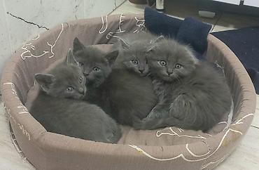 регдолл кошка: Скотиш Фолд (Шотландская вислоухая), 1 месяц, Мальчик, Серый, Приучена к лотку — 3
