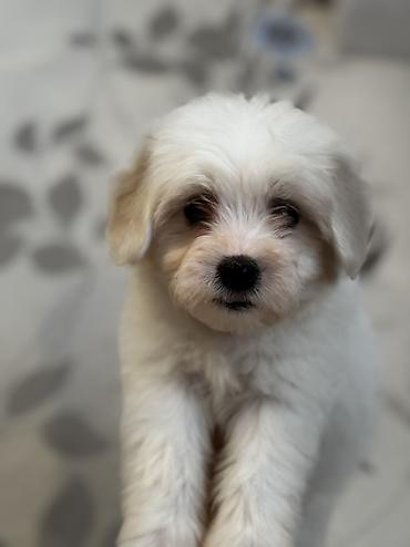 İtlər: Peyvəndli — 11