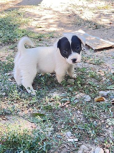 домашные животные: Кучукторго уй керек🐶Бишкек — 2