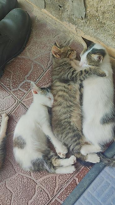 Tabbi, Dişi, Yaxşı əllərə