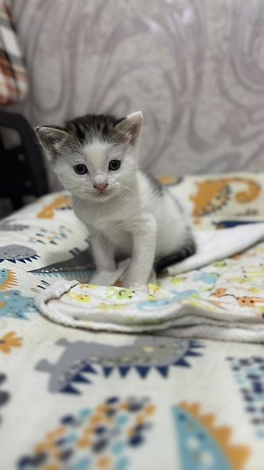 ищу котят: Беспородная, 2 месяца, Мальчик, Биколор, Приучена к лотку — 6