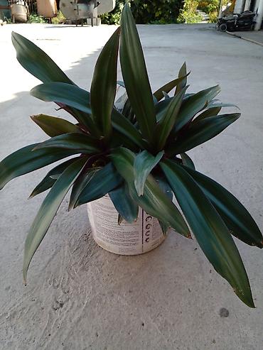 фарель ош: Растение комнатное “Рео багровое” (Tradescantia spathacea, синоним — 6