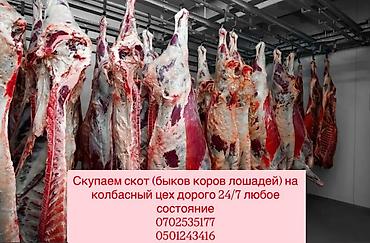 собака щенки: Колбасный цех : Коровы, быки, | Круглосуточно — 1