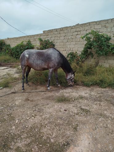 Atlar: Dişi, il: 5, Ünvandan götürmə