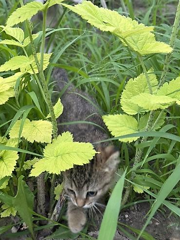 чипирование: Скотиш Фолд (Шотландская вислоухая), 2 месяца, Девочка — 5