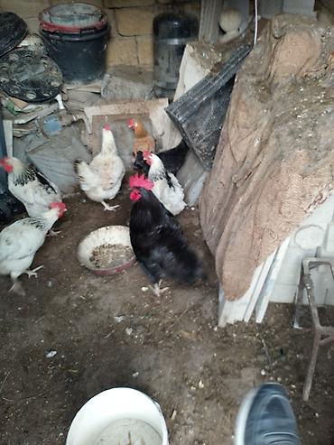 Toyuqlar: Toyuq, Yumurtalıq — 3