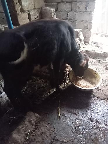 labrador retriever satilir: Cins danadir esil saxlanmalidir tecili pul lazimdir ona gore satiram — 1