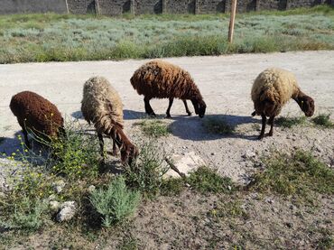Qoyunlar, qoçlar: Dişi, Qala, il: 1, 70 kq, Damazlıq, Ünvandan götürmə, Pulsuz çatdırılma, Ödənişli çatdırılma