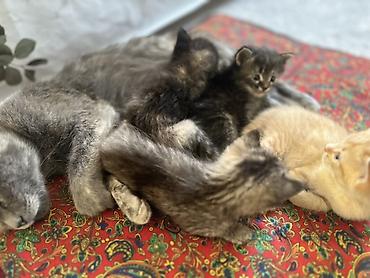 кошк: 4 котенка Особенности: - спокойные, ласковый характер, любит спать — 3