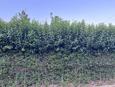 Ağaclar: Yaşıl canlı çəpər – Ligustrum (Privet) kolları - Məhsul — 3