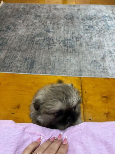 balonka itler: Pekines, 3 ay, Dişi