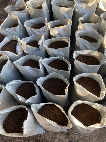 Şitillər: Bütün növ dekarativ ağacların və kol bitkiləri və meyvə ağacların -da lalafo.az — 16 Şitillər: Bütün növ dekarativ ağacların və kol bitkiləri və meyvə ağacların — 16