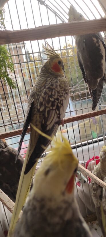 Tutuquşları: Nimfa (cockatiel) tutuquşuları – müxtəlif rəng mutasiyaları ilə - — 5