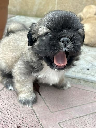 İtlər: Pekines — 5