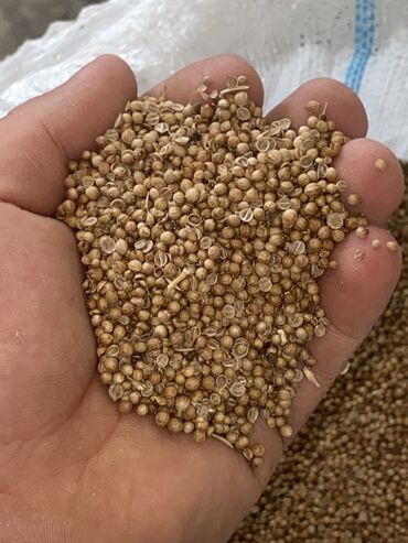 cia toxumu nece istifade qaydası: Kisnis toxumu iri deneli ela nov mehsulun keyfiyetine cavabdehem