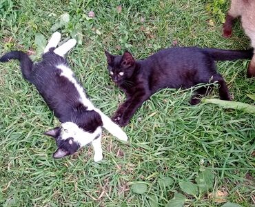 отдам даром щенка ротвейлера: 3 айлык, Ургаачы, Лотокко барууга үйрөтүлгөн