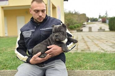 Psi: Dostupni stenci american bully Starosti 4 meseca Primili sve vakcine — 5