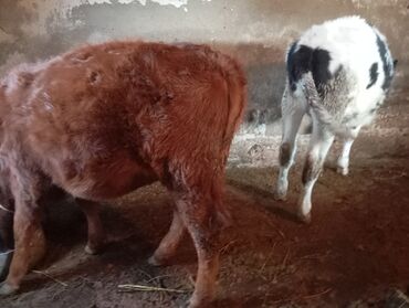 Dana, buzov: Dana, buzov, Dişi, ay: 9, 250 kq, Damazlıq, Ünvandan götürmə — 5