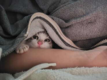 Pişiklər: Yaxşı əllərə — 1