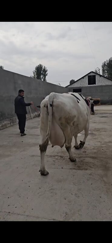 Inəklər, öküzlər: Süd istiqamətli inək – Holştayn tipli, ağ-qara rəngli. Xüsusiyyətlər — 1