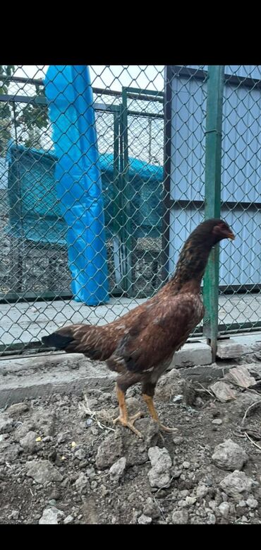 машины на продажу бишкек: Продаю | Куры | Бойцовая | Для разведения, Для боев